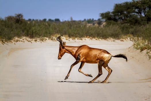 Hartebeest crossing safari road running in Kgalagadi transfrontier park, South Africa; specie Alcelaphus buselaphus family of Bovidae