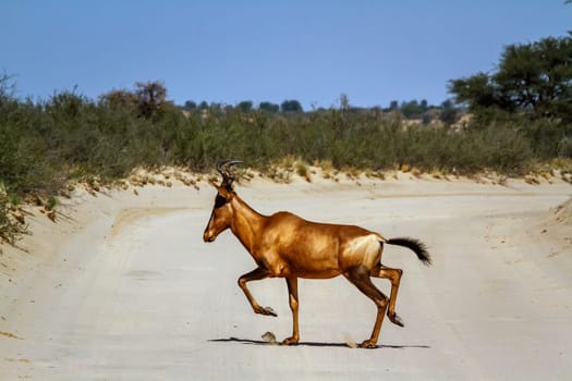 Hartebeest crossing safari road running in Kgalagadi transfrontier park, South Africa; specie Alcelaphus buselaphus family of Bovidae