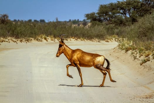 Hartebeest crossing safari road running in Kgalagadi transfrontier park, South Africa; specie Alcelaphus buselaphus family of Bovidae