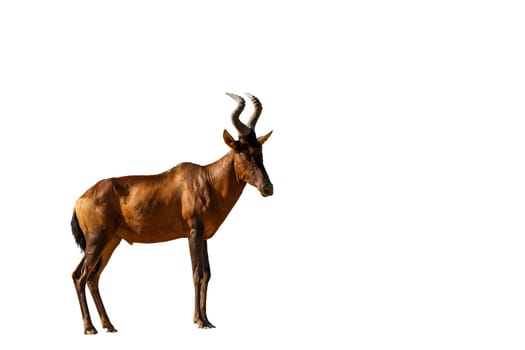 Hartebeest standing isolated in white background, South Africa; specie Alcelaphus buselaphus family of Bovidae