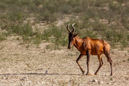 Hartebeest walking in dry land in Kgalagadi transfrontier park, South Africa; specie Alcelaphus buselaphus family of Bovidae