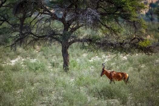 Hartebeest walking in green savannah with nice tree in Kgalagadi transfrontier park, South Africa; specie Alcelaphus buselaphus family of Bovidae