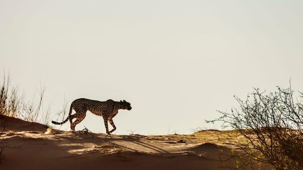 Cheetah walking in sand dune isolated in sky in Kgalagadi transfrontier park, South Africa ; Specie Acinonyx jubatus family of Felidae