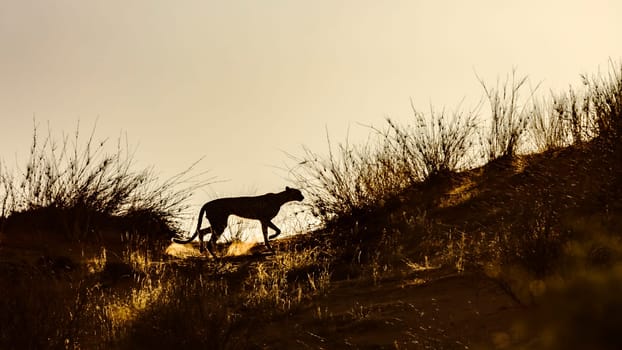 Cheetah walking in sand dune at dawn in Kgalagadi transfrontier park, South Africa ; Specie Acinonyx jubatus family of Felidae