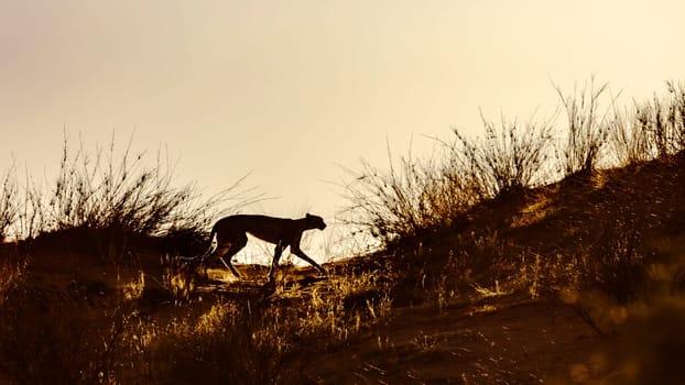 Cheetah walking in sand dune at dawn in Kgalagadi transfrontier park, South Africa ; Specie Acinonyx jubatus family of Felidae