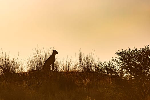 Cheetah silhouette seated at dawn in Kgalagadi transfrontier park, South Africa ; Specie Acinonyx jubatus family of Felidae