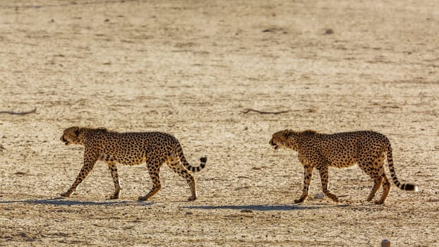 Cheetah couple walking on desert land in Kgalagadi transfrontier park, South Africa ; Specie Acinonyx jubatus family of Felidae