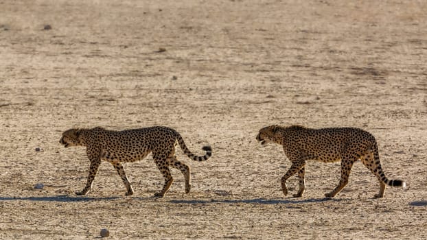 Cheetah couple walking on desert land in Kgalagadi transfrontier park, South Africa ; Specie Acinonyx jubatus family of Felidae