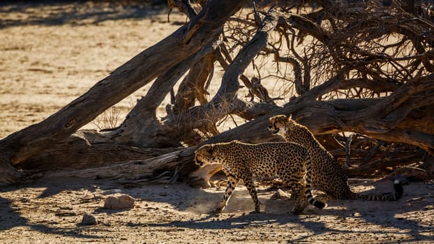 Cheetah in Kgalagadi transfrontier park, South Africa ; Specie Acinonyx jubatus family of Felidae