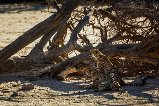 Couple of Cheetahs resting under dead tree shadow in Kgalagadi transfrontier park, South Africa ; Specie Acinonyx jubatus family of Felidae