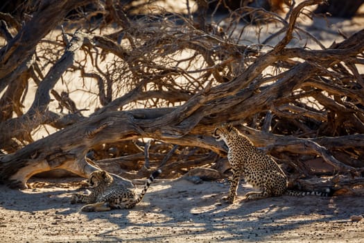 Couple of Cheetahs resting under dead tree shadow in Kgalagadi transfrontier park, South Africa ; Specie Acinonyx jubatus family of Felidae