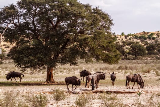 Small group of Blue wildebeests at waterhole in Kgalagadi transfrontier park, South Africa ; Specie Connochaetes taurinus family of Bovidae