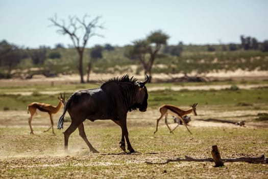 Blue wildebeest chasing impala in Kgalagadi transfrontier park, South Africa ; Specie Connochaetes taurinus family of Bovidae