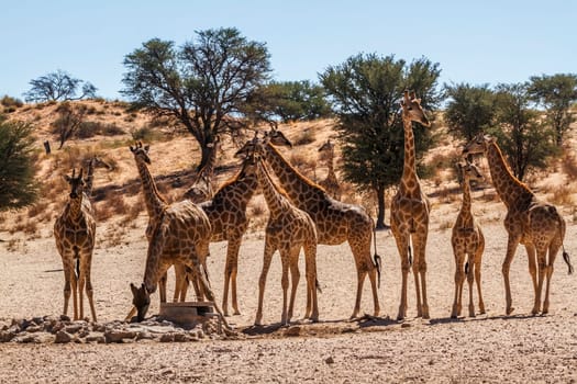 Groupe of 12 Giraffes at waterhole in Kgalagadi transfrontier park, South Africa ; Specie Giraffa camelopardalis family of Giraffidae