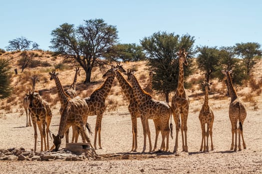 Groupe of 12 Giraffes at waterhole in Kgalagadi transfrontier park, South Africa ; Specie Giraffa camelopardalis family of Giraffidae