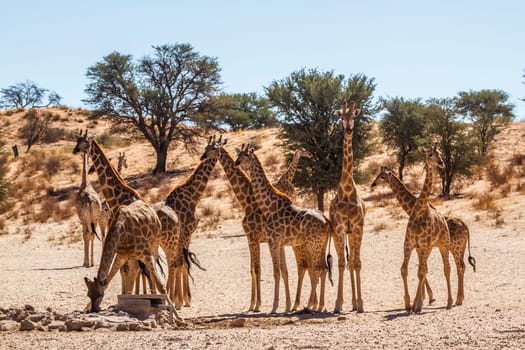 Groupe of 12 Giraffes at waterhole in Kgalagadi transfrontier park, South Africa ; Specie Giraffa camelopardalis family of Giraffidae