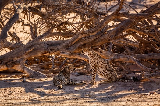 Couple of Cheetahs resting under dead tree shadow in Kgalagadi transfrontier park, South Africa ; Specie Acinonyx jubatus family of Felidae