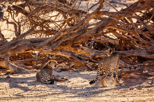 Couple of Cheetahs resting under dead tree shadow in Kgalagadi transfrontier park, South Africa ; Specie Acinonyx jubatus family of Felidae