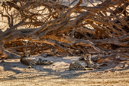 Couple of Cheetahs resting under dead tree shadow in Kgalagadi transfrontier park, South Africa ; Specie Acinonyx jubatus family of Felidae