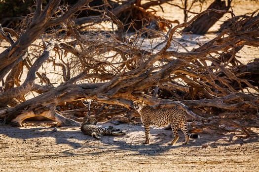 Couple of Cheetahs resting under dead tree shadow in Kgalagadi transfrontier park, South Africa ; Specie Acinonyx jubatus family of Felidae