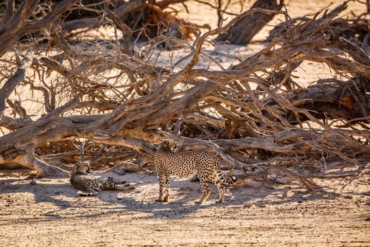 Couple of Cheetahs resting under dead tree shadow in Kgalagadi transfrontier park, South Africa ; Specie Acinonyx jubatus family of Felidae