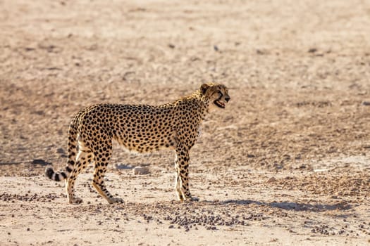 Cheetah standing proudly in desert land in Kgalagadi transfrontier park, South Africa ; Specie Acinonyx jubatus family of Felidae