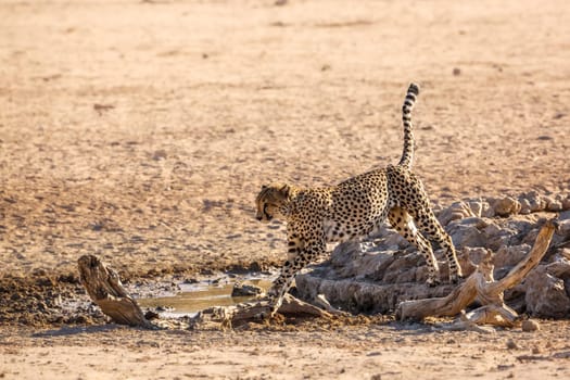 Cheetah jumping out of waterhole in Kgalagadi transfrontier park, South Africa ; Specie Acinonyx jubatus family of Felidae