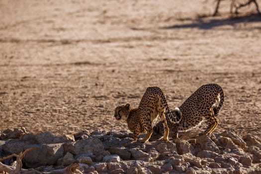 Couple of Cheetahs drinking at waterhole in Kgalagadi transfrontier park, South Africa ; Specie Acinonyx jubatus family of Felidae