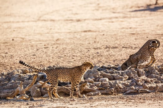 Two Cheetahs one urinating and one drinking at waterhole in Kgalagadi transfrontier park, South Africa ; Specie Acinonyx jubatus family of Felidae