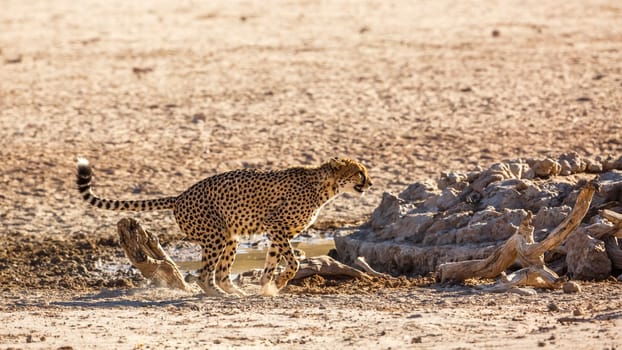 Cheetah urinating at waterhole in Kgalagadi transfrontier park, South Africa ; Specie Acinonyx jubatus family of Felidae