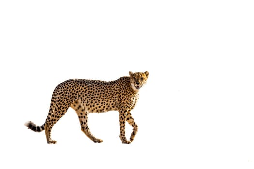 Cheetah walking side view isolated in white background in Kgalagadi transfrontier park, South Africa ; Specie Acinonyx jubatus family of Felidae