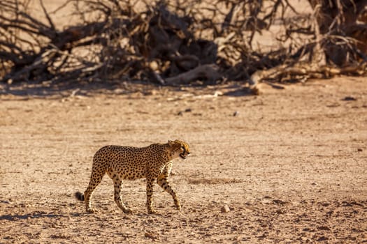 Cheetah walking side view in desert land in Kgalagadi transfrontier park, South Africa ; Specie Acinonyx jubatus family of Felidae