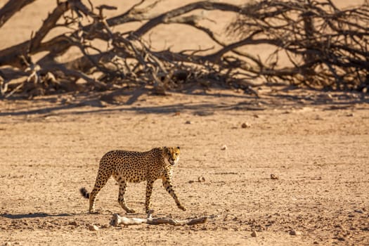 Cheetah walking side view in desert land in Kgalagadi transfrontier park, South Africa ; Specie Acinonyx jubatus family of Felidae