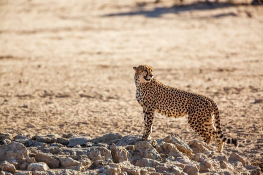 Cheetah standing at waterhole in Kgalagadi transfrontier park, South Africa ; Specie Acinonyx jubatus family of Felidae