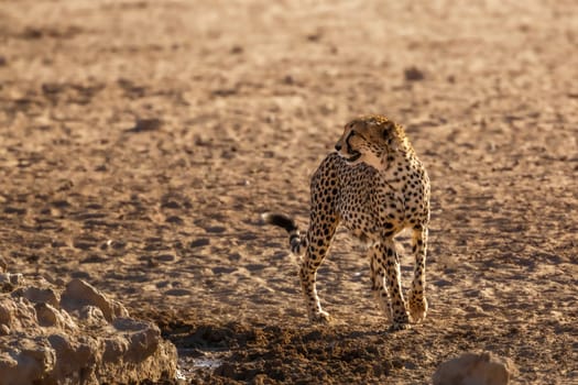 Cheetah standing front view in desert land in Kgalagadi transfrontier park, South Africa ; Specie Acinonyx jubatus family of Felidae