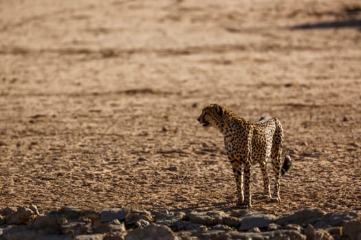 Cheetah standing front view in desert land in Kgalagadi transfrontier park, South Africa ; Specie Acinonyx jubatus family of Felidae
