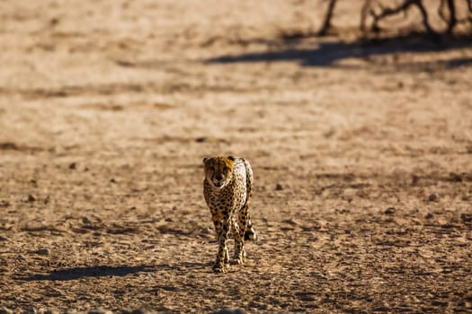 Cheetah walking front view in desert land in Kgalagadi transfrontier park, South Africa ; Specie Acinonyx jubatus family of Felidae