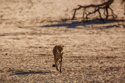 Cheetah walking front view in desert land in Kgalagadi transfrontier park, South Africa ; Specie Acinonyx jubatus family of Felidae