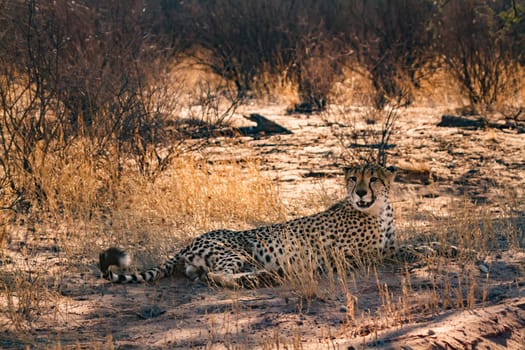 Cheetah lying down under tree shadow in Kgalagadi transfrontier park, South Africa ; Specie Acinonyx jubatus family of Felidae