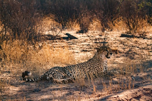 Cheetah lying down under tree shadow in Kgalagadi transfrontier park, South Africa ; Specie Acinonyx jubatus family of Felidae