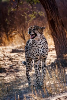 Cheetah male calling standing in backlit in Kgalagadi transfrontier park, South Africa ; Specie Acinonyx jubatus family of Felidae