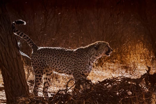 Cheetah spreading marking territory in backlit in Kgalagadi transfrontier park, South Africa ; Specie Acinonyx jubatus family of Felidae