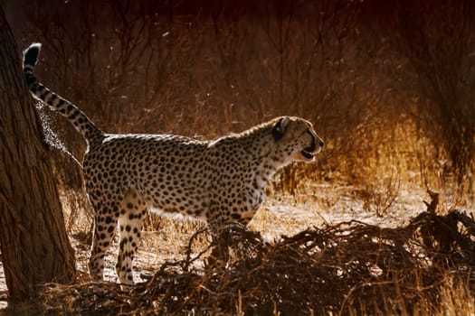 Cheetah spreading marking territory in backlit in Kgalagadi transfrontier park, South Africa ; Specie Acinonyx jubatus family of Felidae