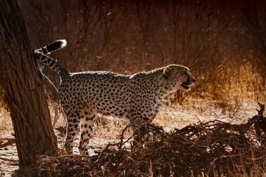 Cheetah spreading marking territory in backlit in Kgalagadi transfrontier park, South Africa ; Specie Acinonyx jubatus family of Felidae