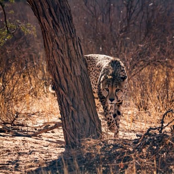 Cheetah stalking front view in Kgalagadi transfrontier park, South Africa ; Specie Acinonyx jubatus family of Felidae