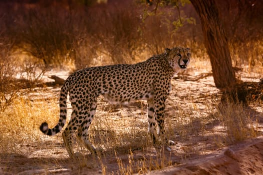 Cheetah standing in backlit under tree in Kgalagadi transfrontier park, South Africa ; Specie Acinonyx jubatus family of Felidae