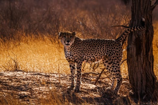 Cheetah male marking territory in Kgalagadi transfrontier park, South Africa ; Specie Acinonyx jubatus family of Felidae