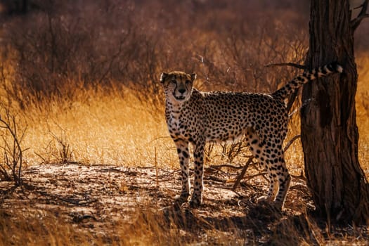 Cheetah male marking territory in Kgalagadi transfrontier park, South Africa ; Specie Acinonyx jubatus family of Felidae