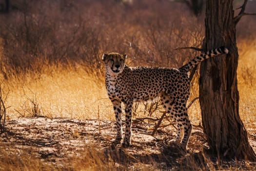 Cheetah male marking territory in Kgalagadi transfrontier park, South Africa ; Specie Acinonyx jubatus family of Felidae