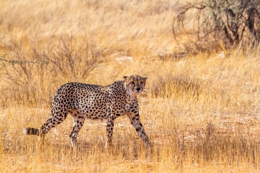 Cheetah stalking in dry savannah in Kgalagadi transfrontier park, South Africa ; Specie Acinonyx jubatus family of Felidae